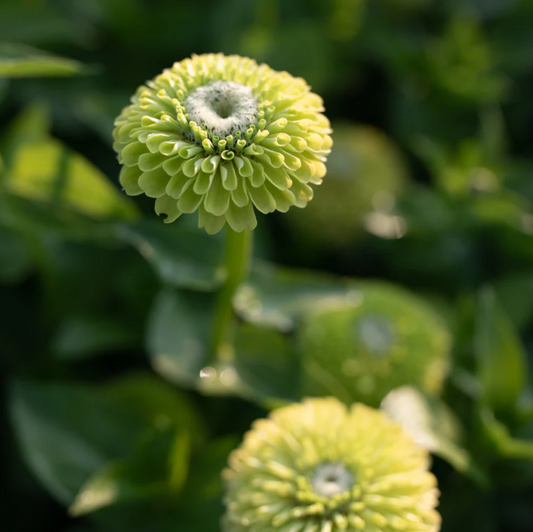 Zinnia 'Benary's Lime'