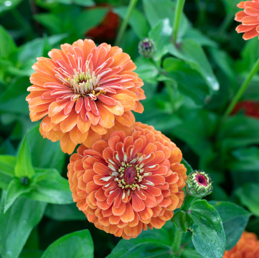 Zinnia 'Benary's Orange'