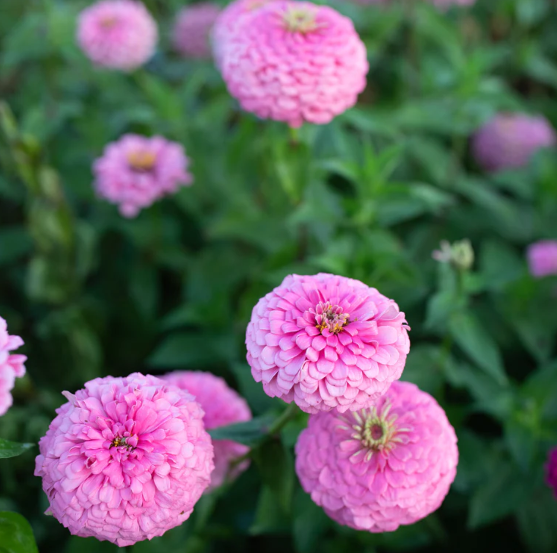 Zinnia 'Benary's Bright Pink'