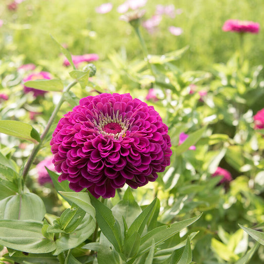 Zinnia 'Benary's Purple'