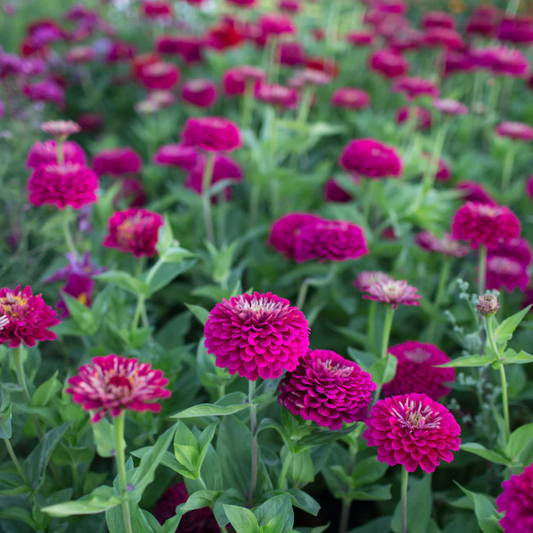 Zinnia 'Benary's Wine'