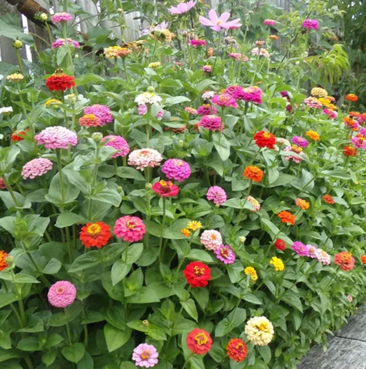 Zinnia 'Benary's Blue Point Mix'