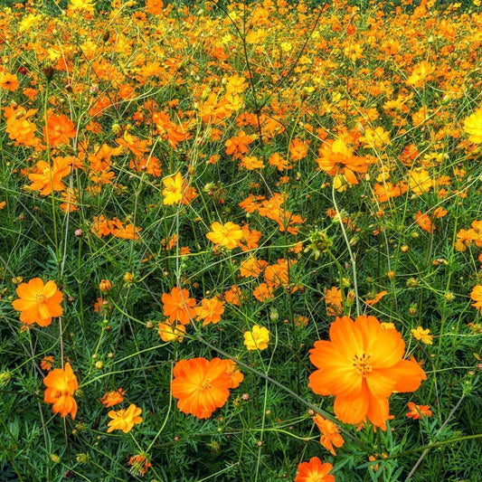 Cosmos 'Bright Lights'