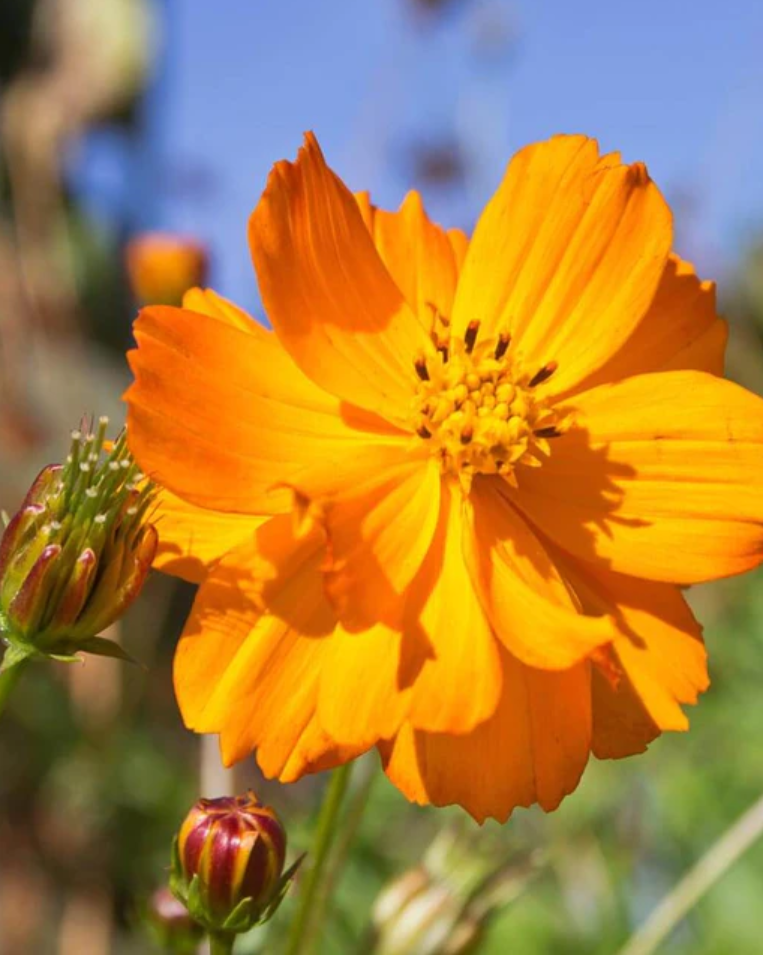 Cosmos 'Bright Lights'