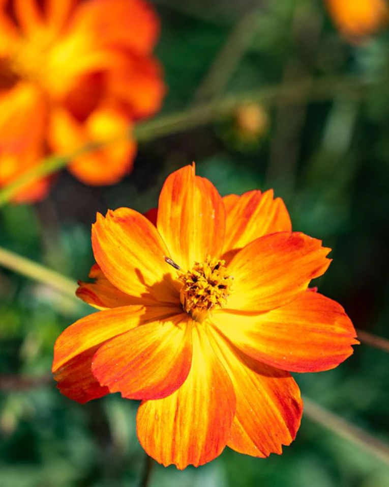 Cosmos 'Bright Lights'