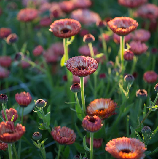 Calendula 'Bronzed Beauty'