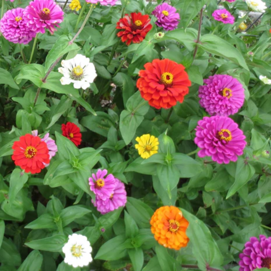 Zinnia 'California Giants Mix'