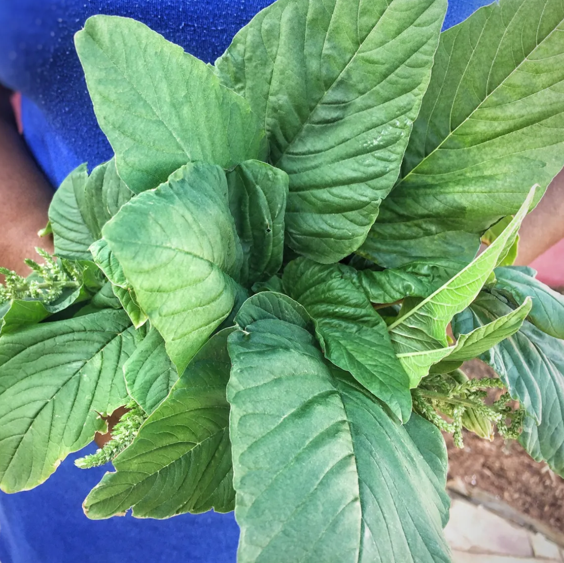 Amaranth 'Jamaican Callaloo'