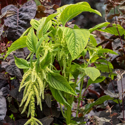 Amaranth 'Jamaican Callaloo'