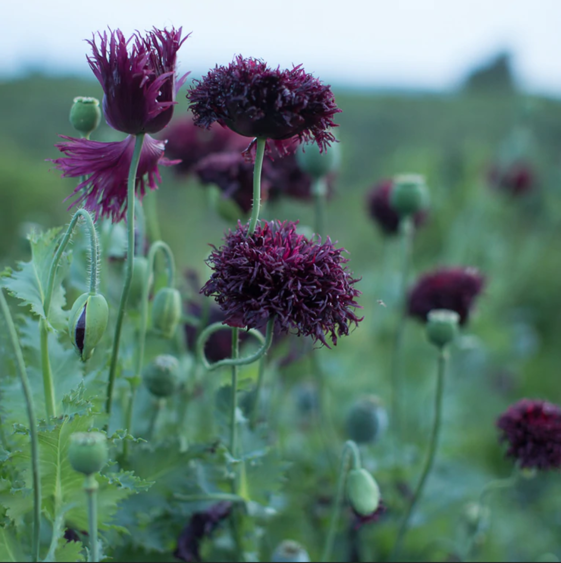 Poppy 'Black Mix'