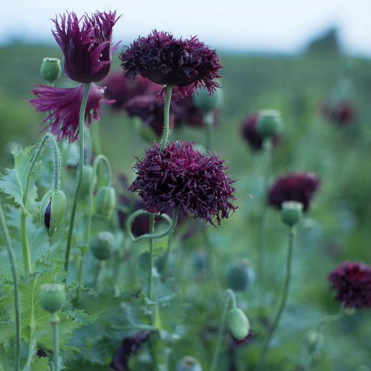 Poppy 'Black Swan'