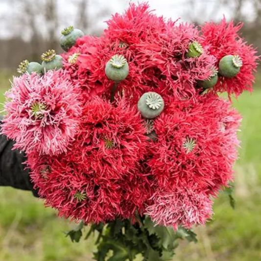 Poppy 'Rose Pompom'