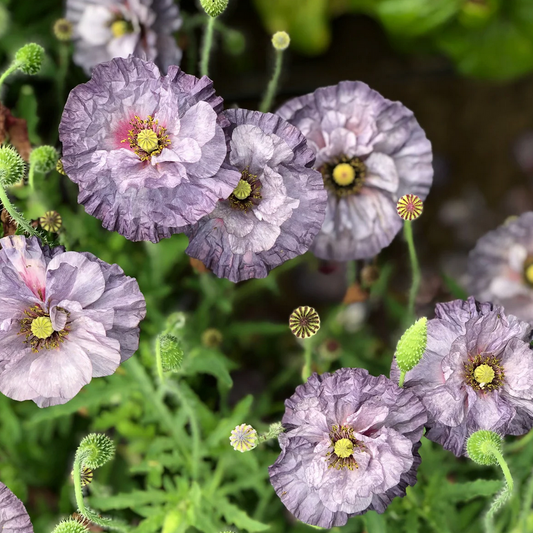 Poppy 'Amazing Grey'