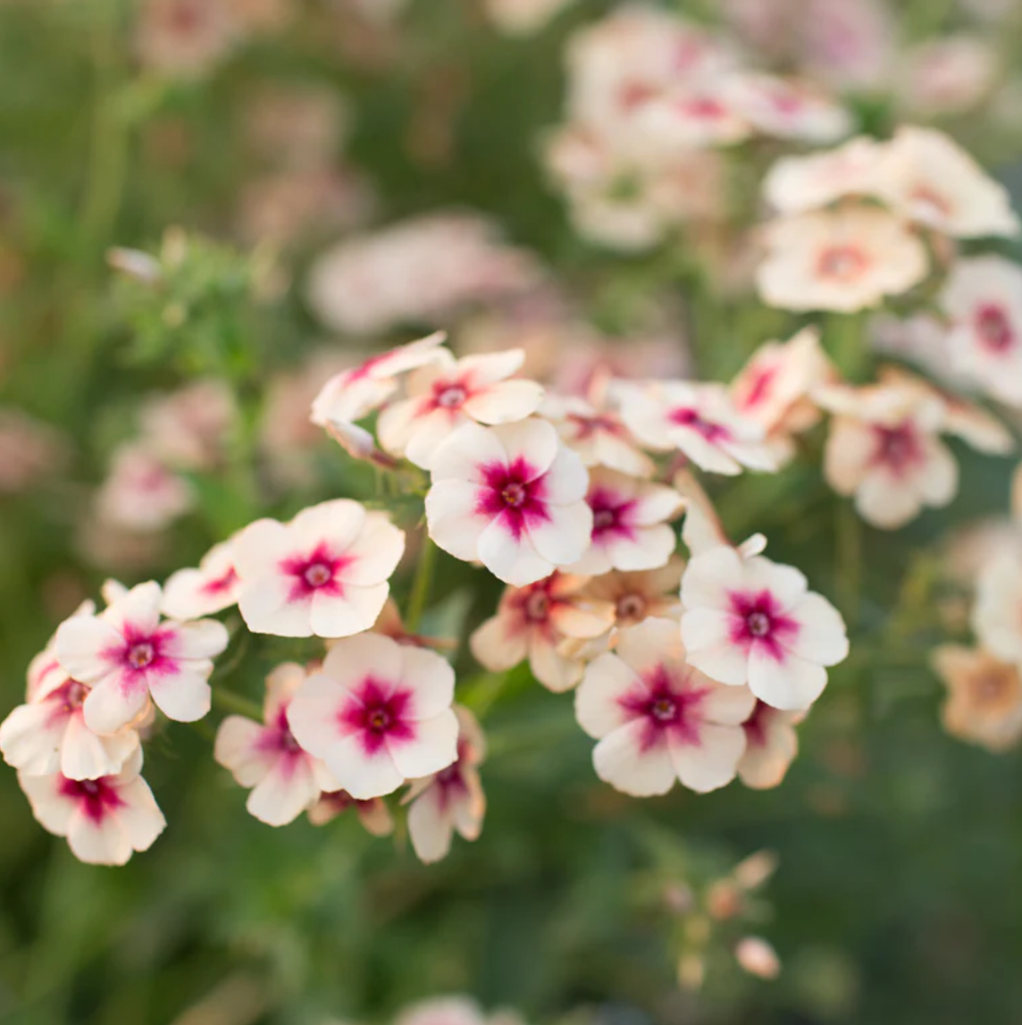 Phlox 'Cherry Caramel'