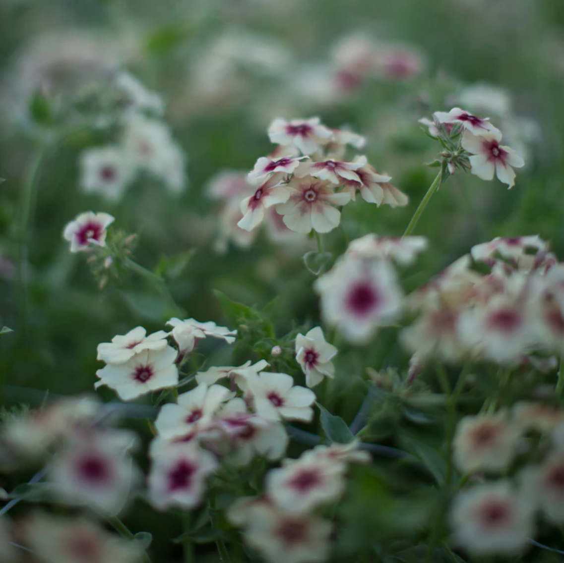 Phlox 'Cherry Caramel'