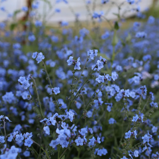 Chinese Forget-Me-Not 'Blue Showers'