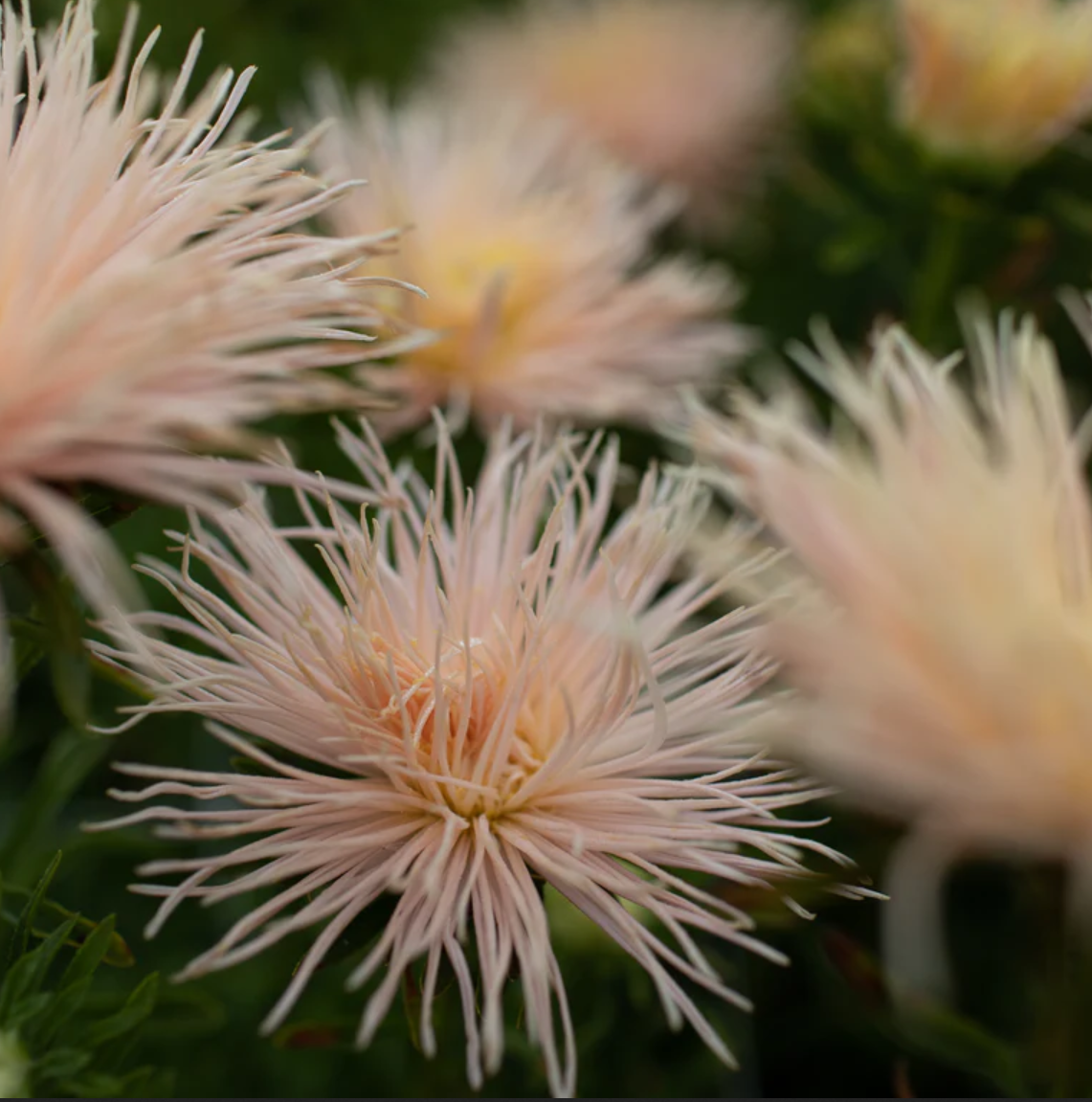 Aster 'Salmon Valkyrie'