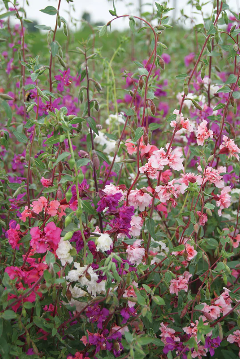 Clarkia 'Mix'