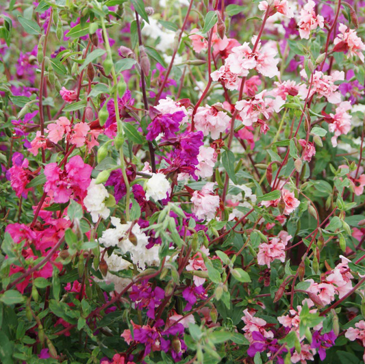 Clarkia 'Mix'