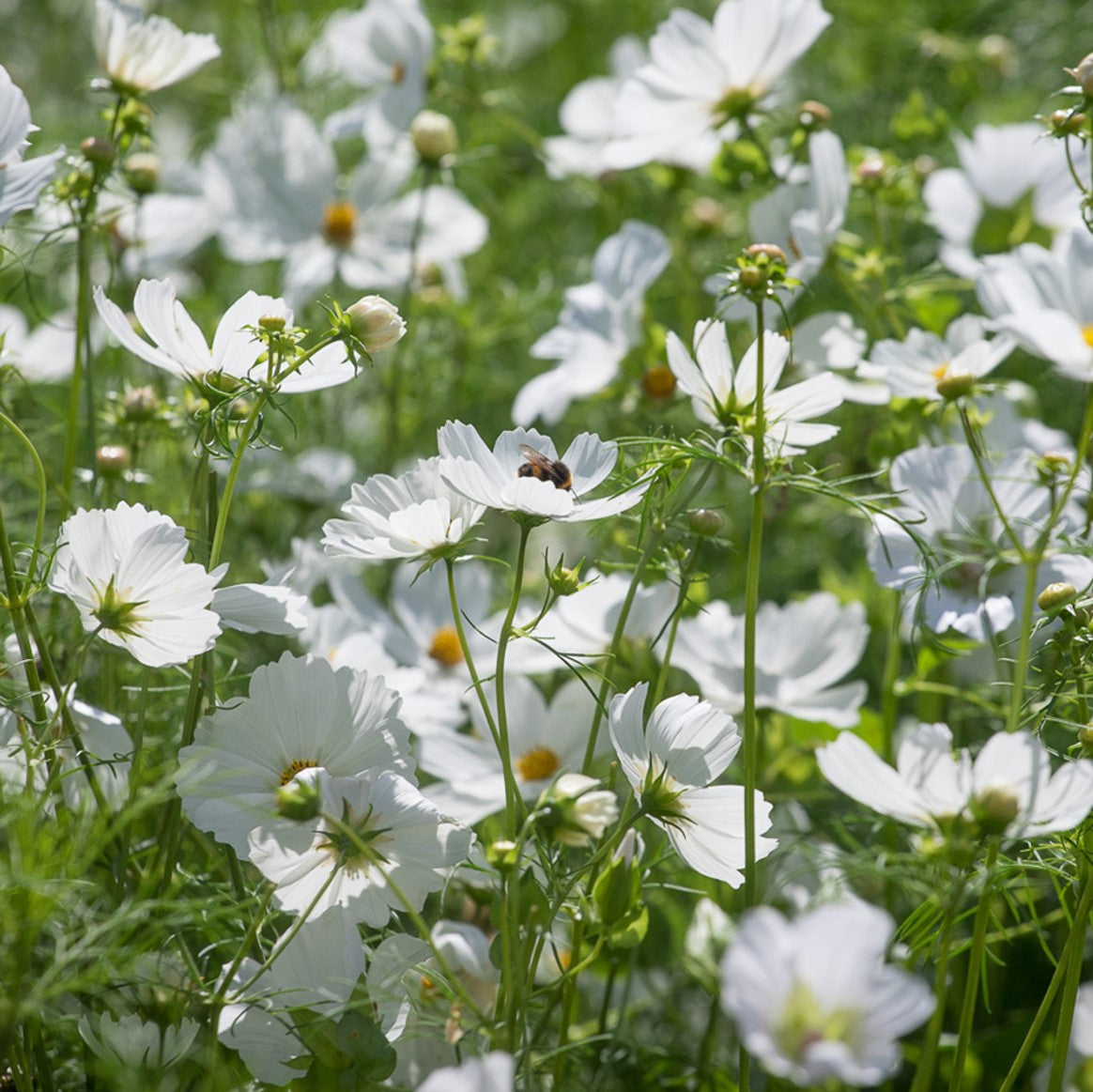 Cosmos 'Purity'