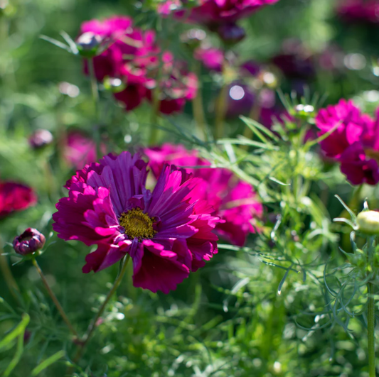 Cosmos 'Cranberries'