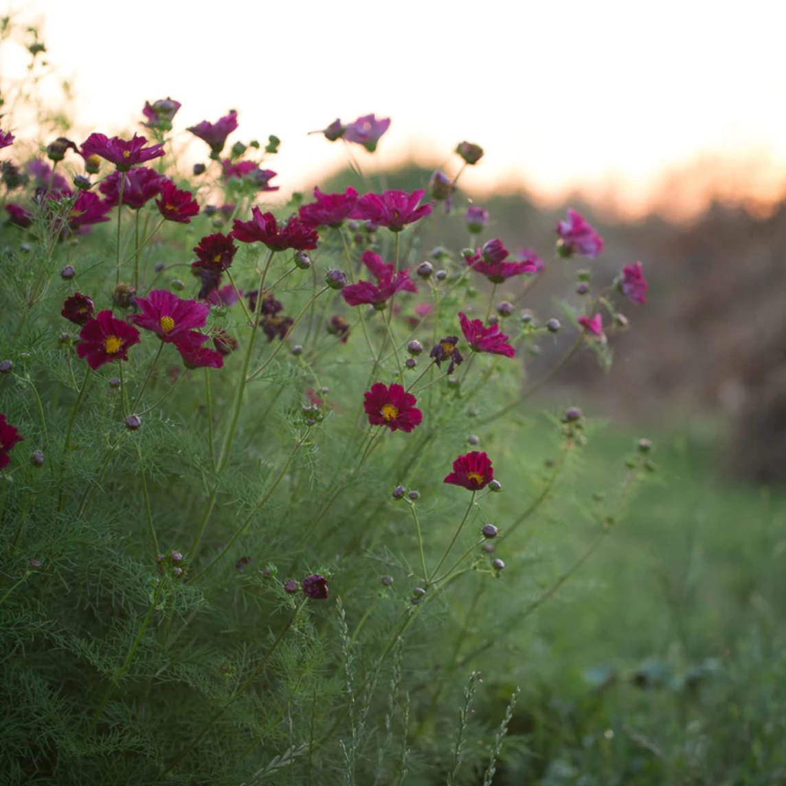 Cosmos 'Cranberries'