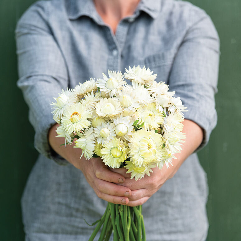 Strawflower 'Creamy White'