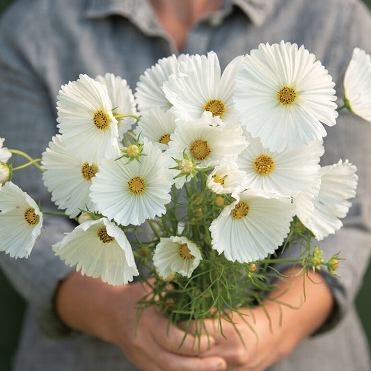 Cosmos 'Cupcakes White'