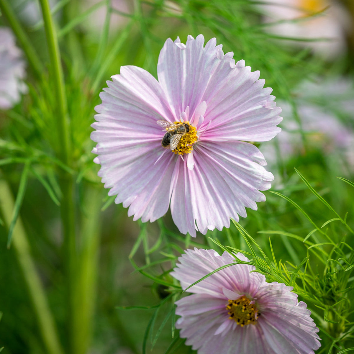 30 Cosmos Cupcakes Blush Seeds – Annual Pink & White Flowers – Easy Grow – USA