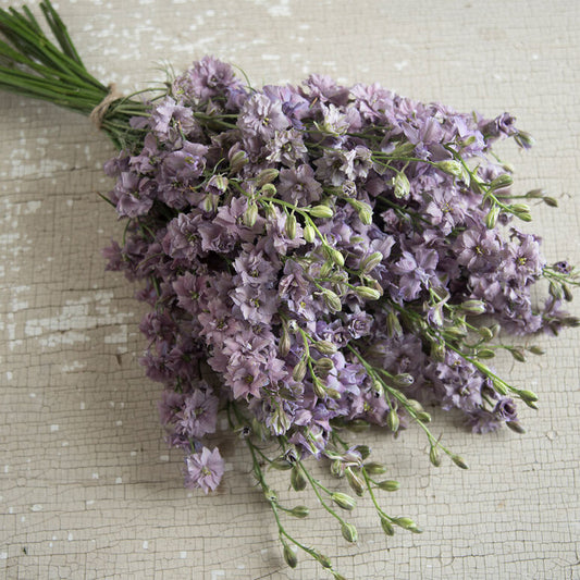 Larkspur 'Misty Lavender'