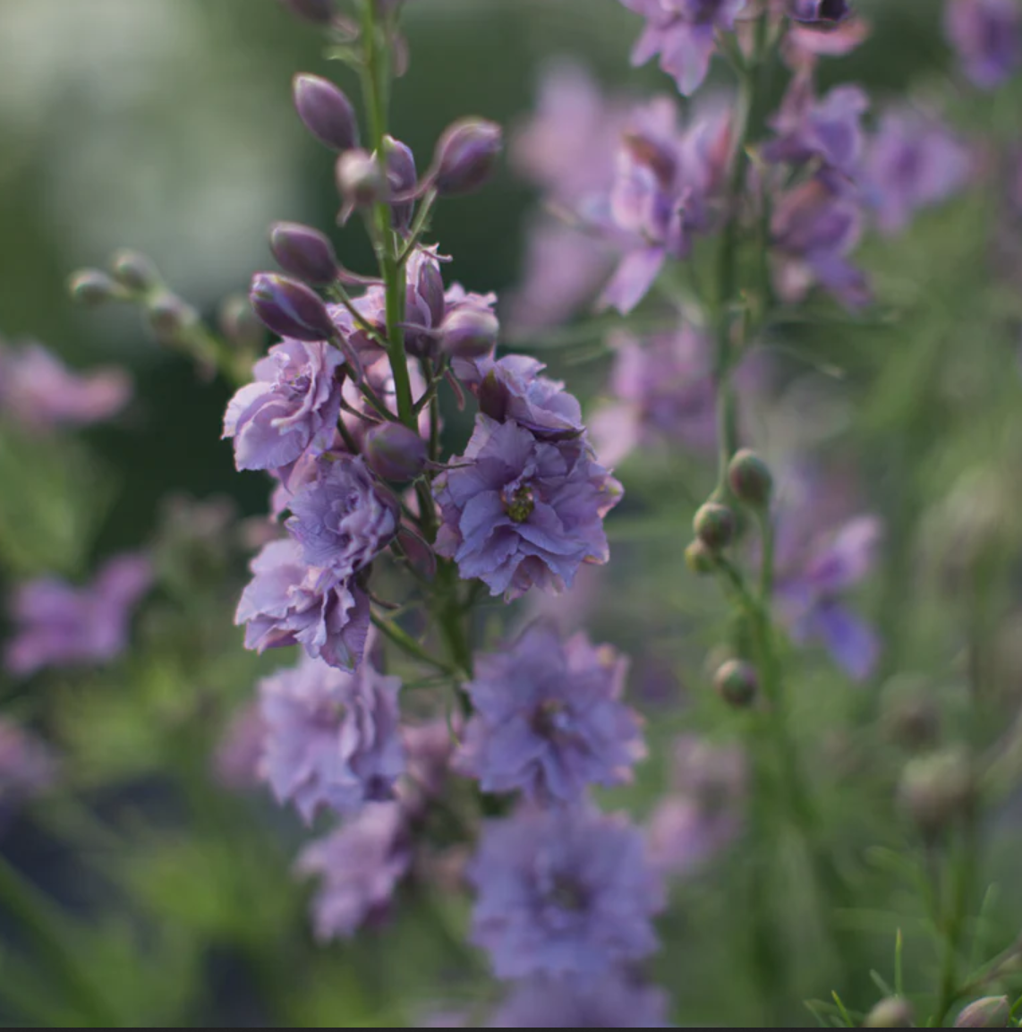 Larkspur 'Misty Lavender'