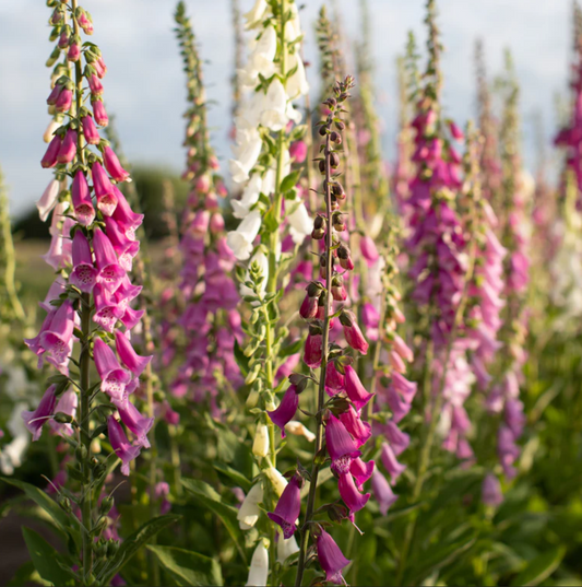 Foxglove 'Excelsior Mix'