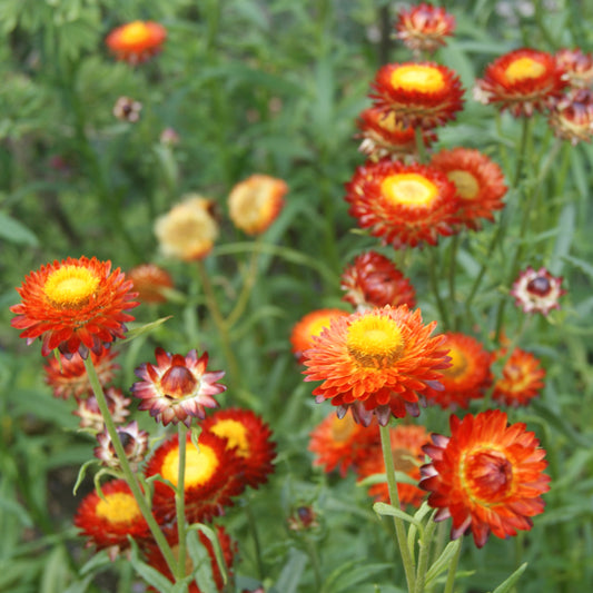 Strawflower 'Fireball Red'
