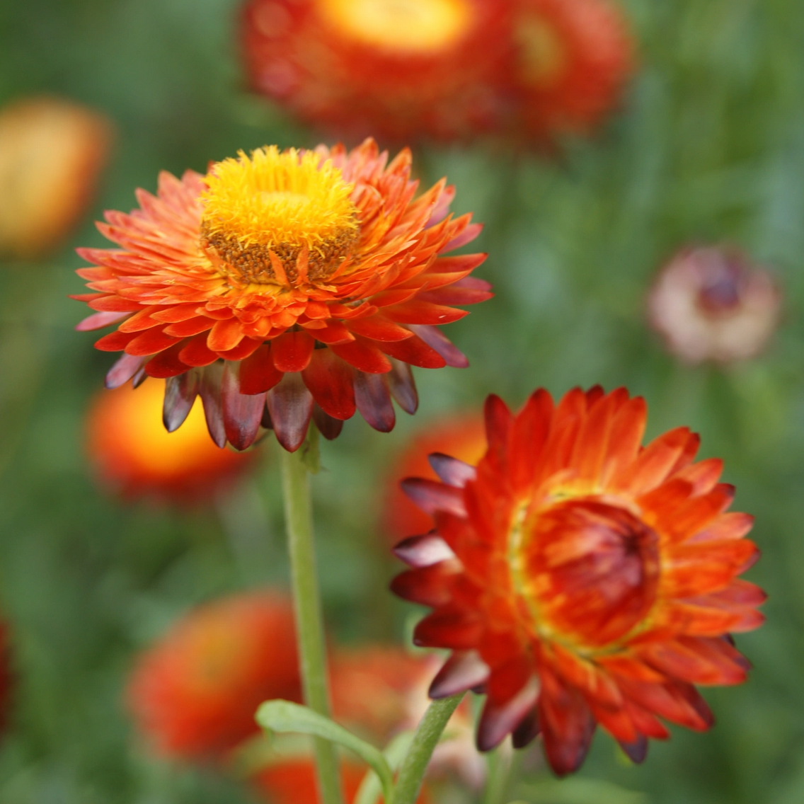 Strawflower 'Fireball Red'