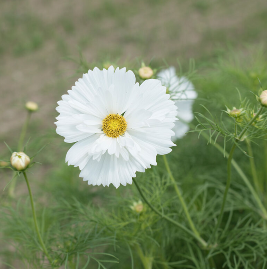 Cosmos 'Fizzy White'