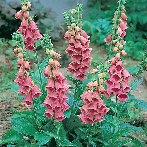 Foxglove 'Strawberry'