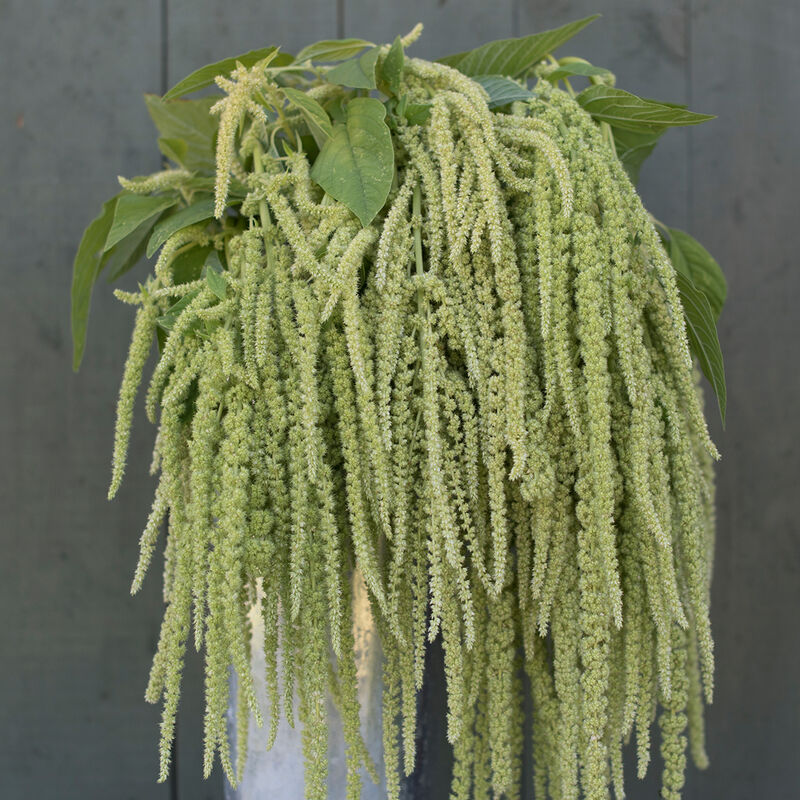 Amaranth 'Emerald Tassels'