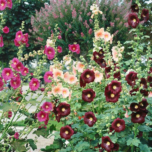 Hollyhock 'Country Romance'