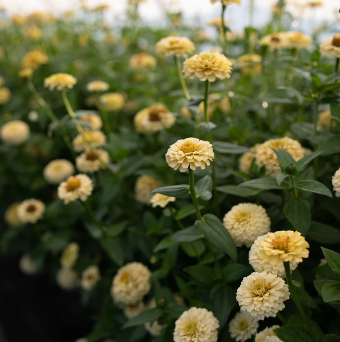 Zinnia 'Oklahoma Ivory'