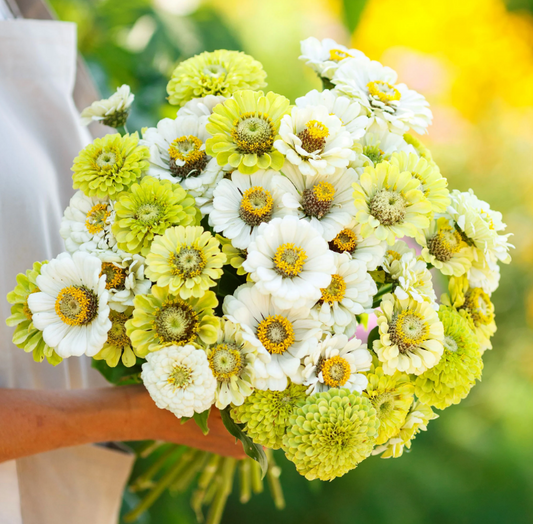 Zinnia 'Key Lime Pie'