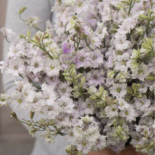 Larkspur 'Smokey Eyes'