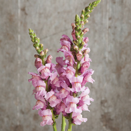 Snapdragon 'Potomac Lavender'