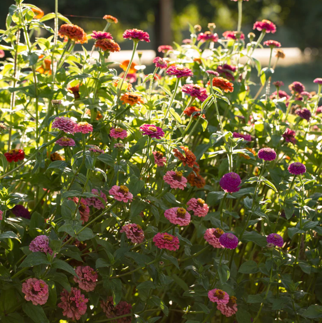 Zinnia 'Lilliput Mix'