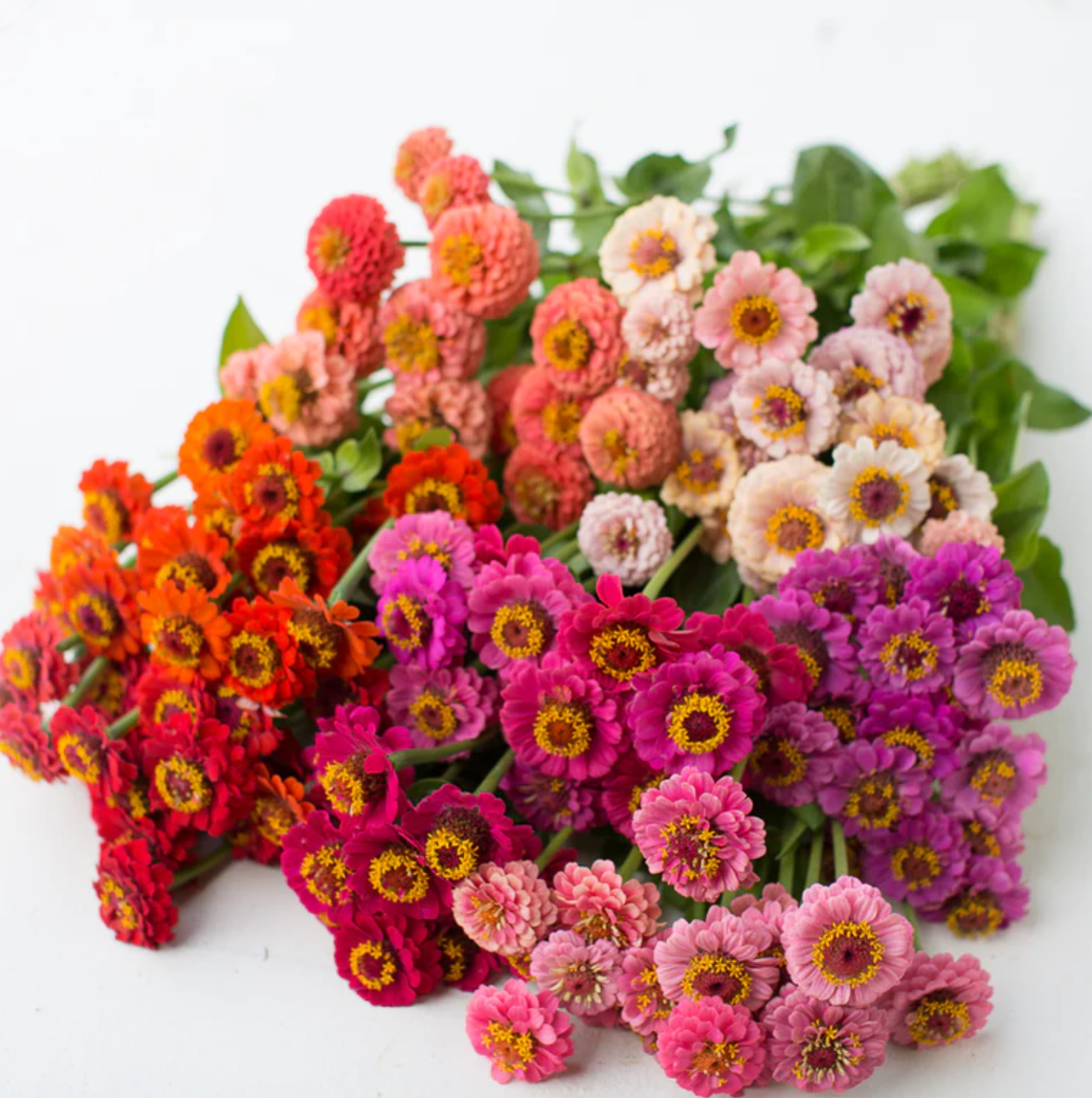 Zinnia 'Lilliput Mix'