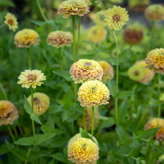 Zinnia 'Queeny Lime Blush'