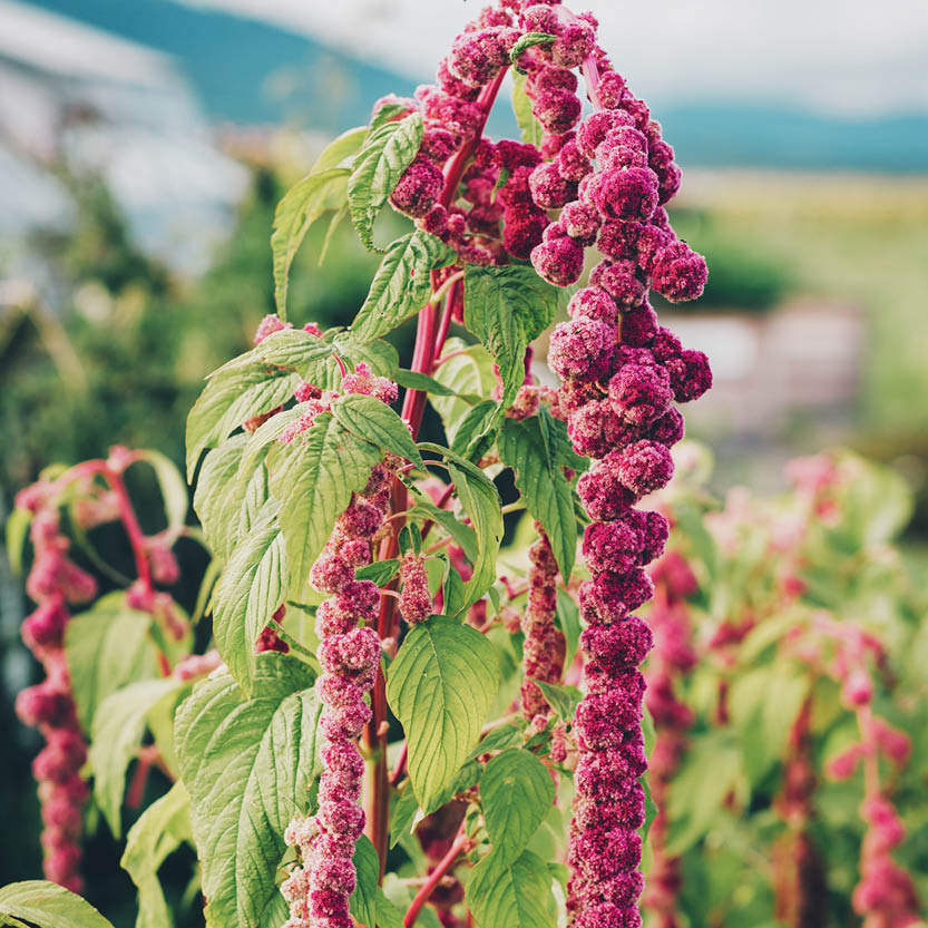 Amaranth 'Mira'