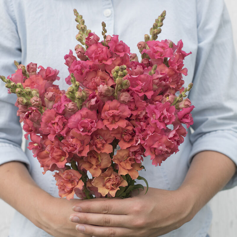 Snapdragon 'Madame Butterfly Bronze'