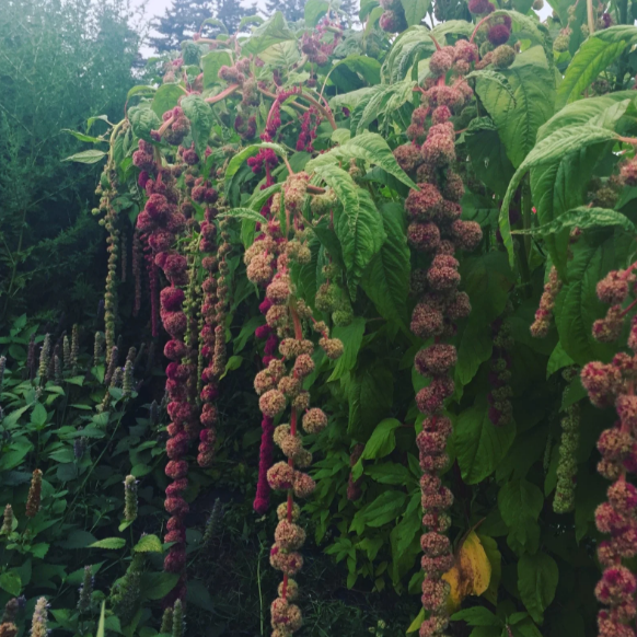 Amaranth 'Mira'