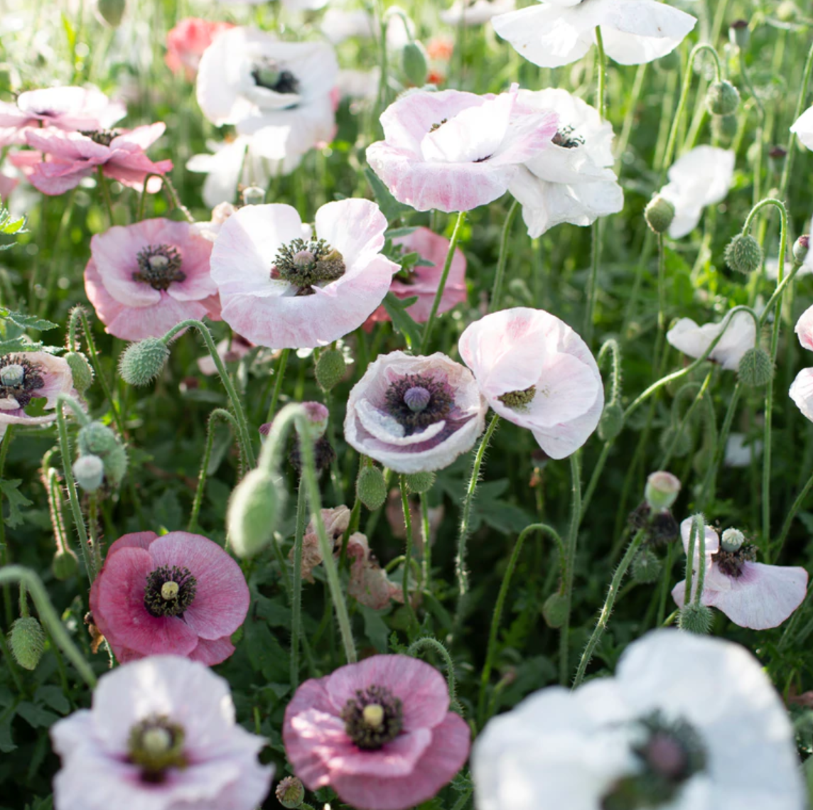 Poppy 'Mother Of Pearl'