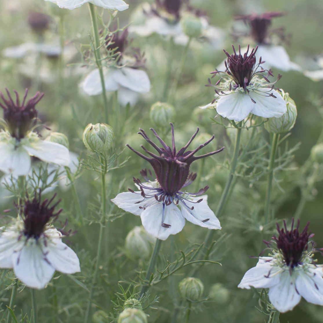 Nigella 'Love-in-a-Mist African Bride'